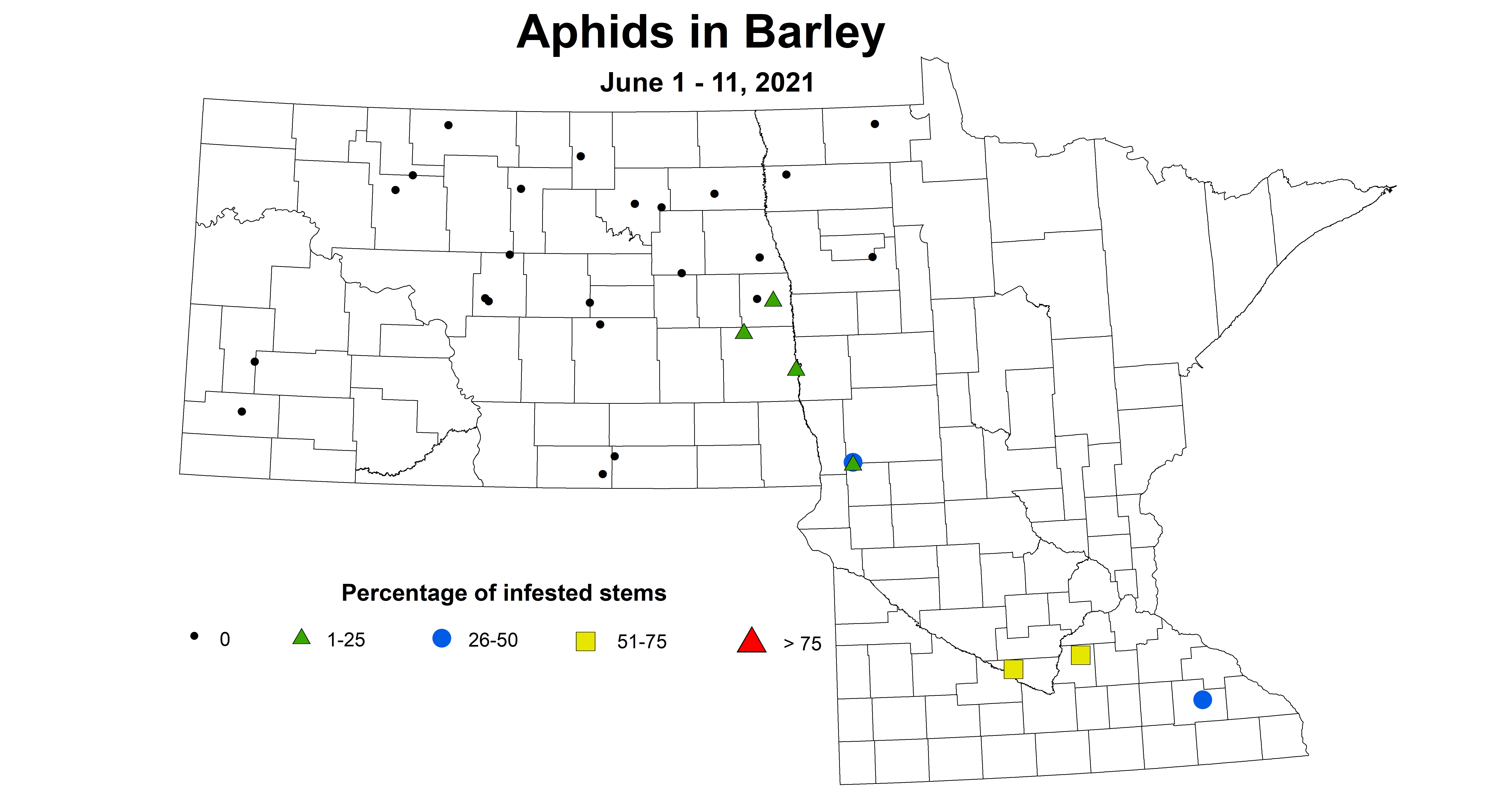 barleyAphids6.1 6.11