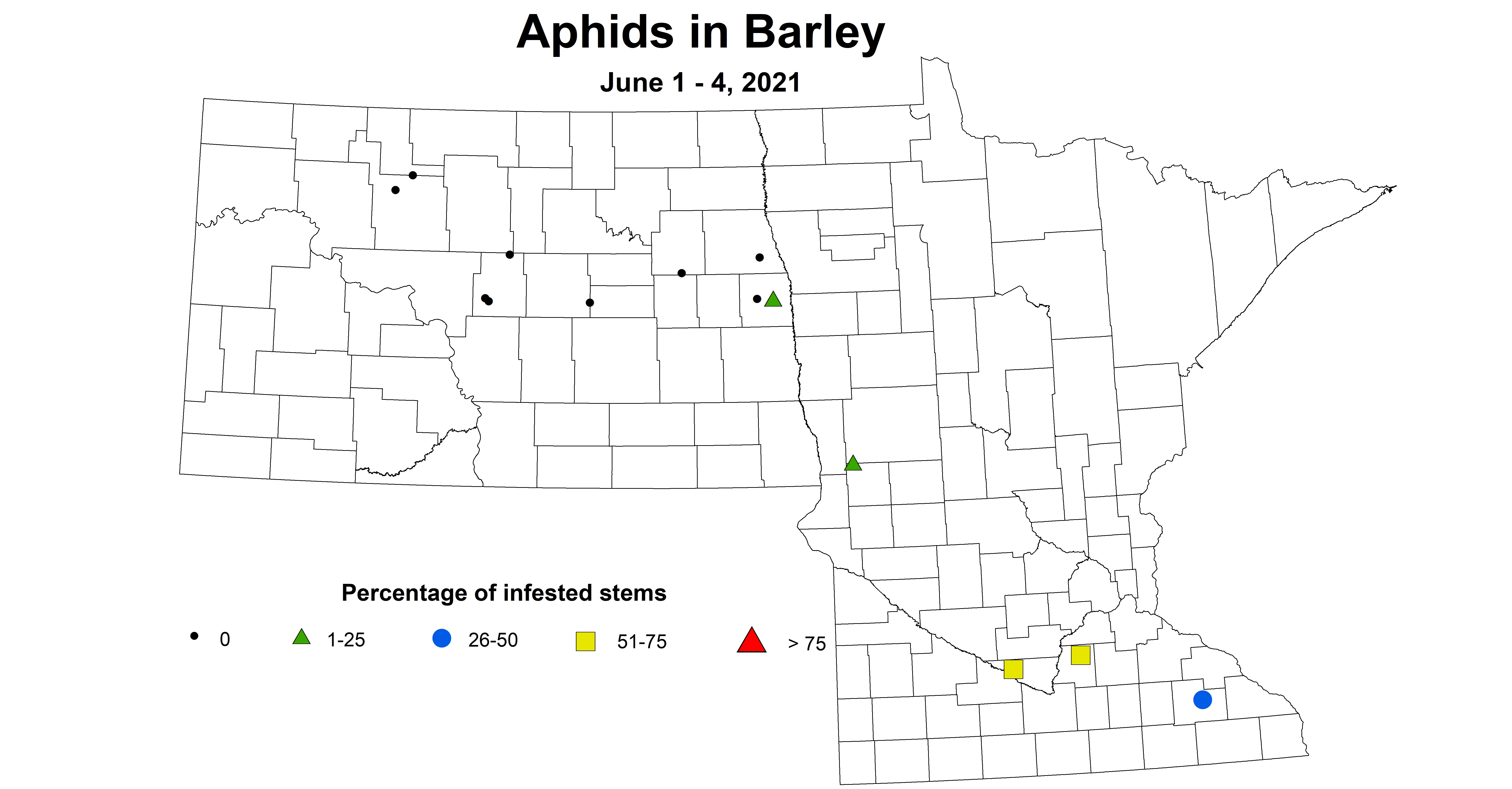 aphids