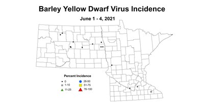 yellowdwarfvirus