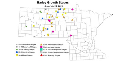 BarleyGrowthStages 6.14 6.25