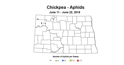 aphids