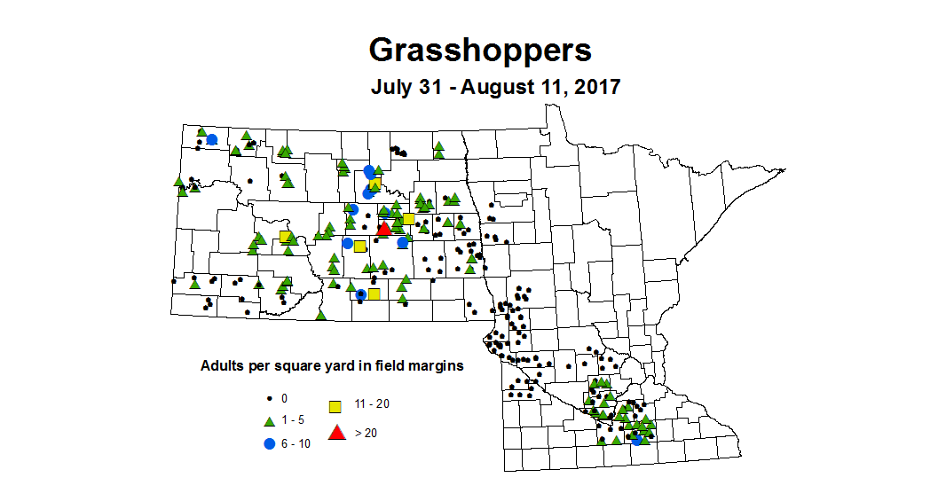 grasshoper adults 7 31 8 11 2017