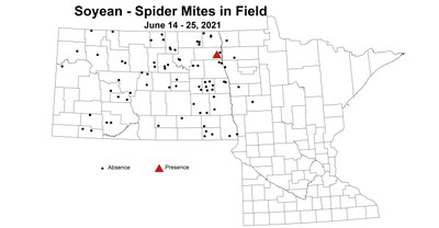 soybeanSpiderMitesInField 6.14 6.25