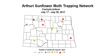 sunflowerInsecttrap arthuri 7 17 7 28 2017