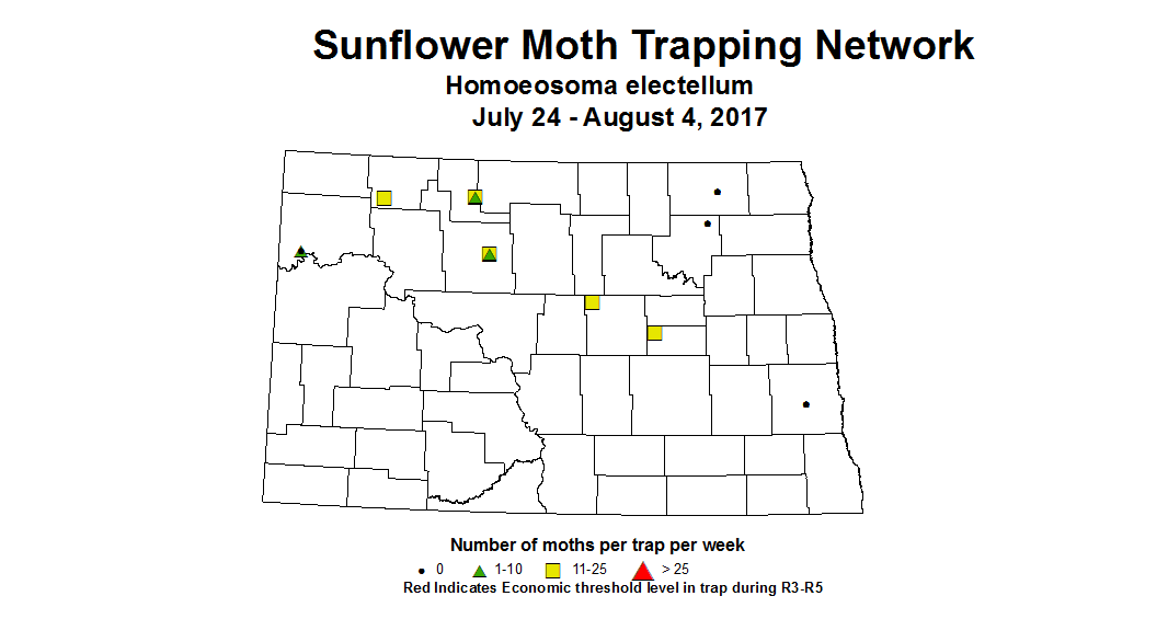 sunflowerInsectTrap sfMoth 7 24 8 4 2017
