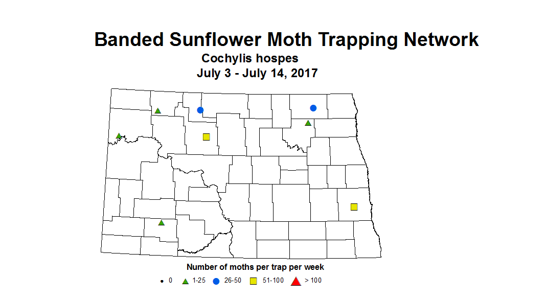sunflowerInsectTrap bsmoth 7 3 7 14 2017