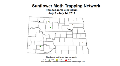 sunflowerInsectTrap sfmoth 7 3 7 14 2017