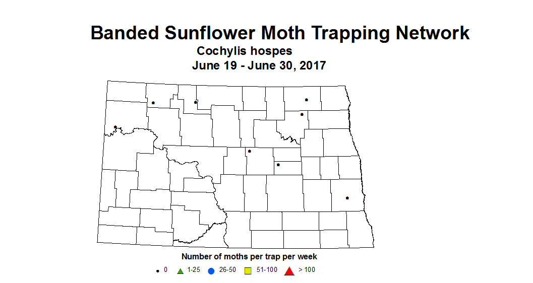 sunflower trap bsmoth 6 19 6 30
