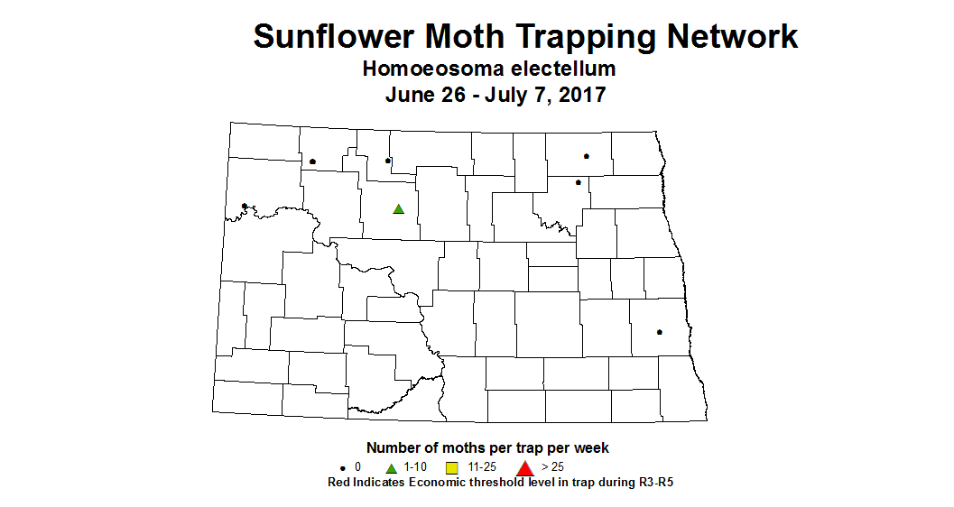 sunflower trap sfmoth 6 26 7 7