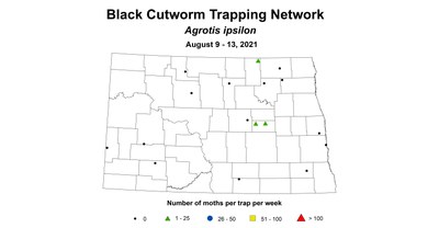 blackcutworm