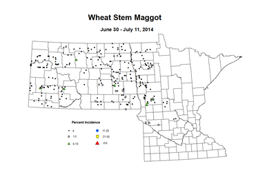 6 30 7 11 Wheat WS Maggot