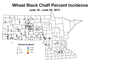wheat BCI 6 19 6 30