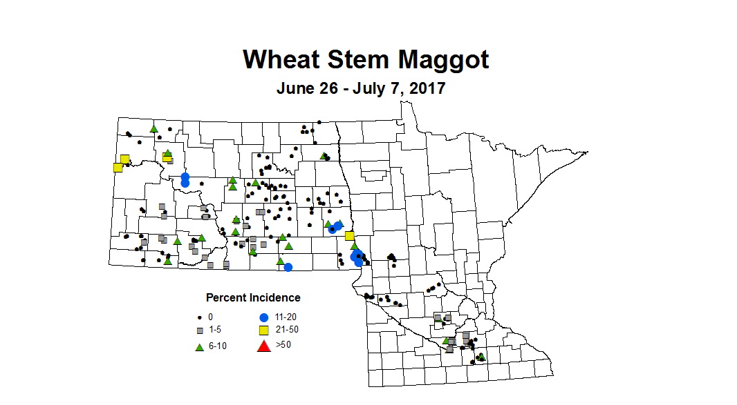 wheat maggot 6 26 7 7 2017