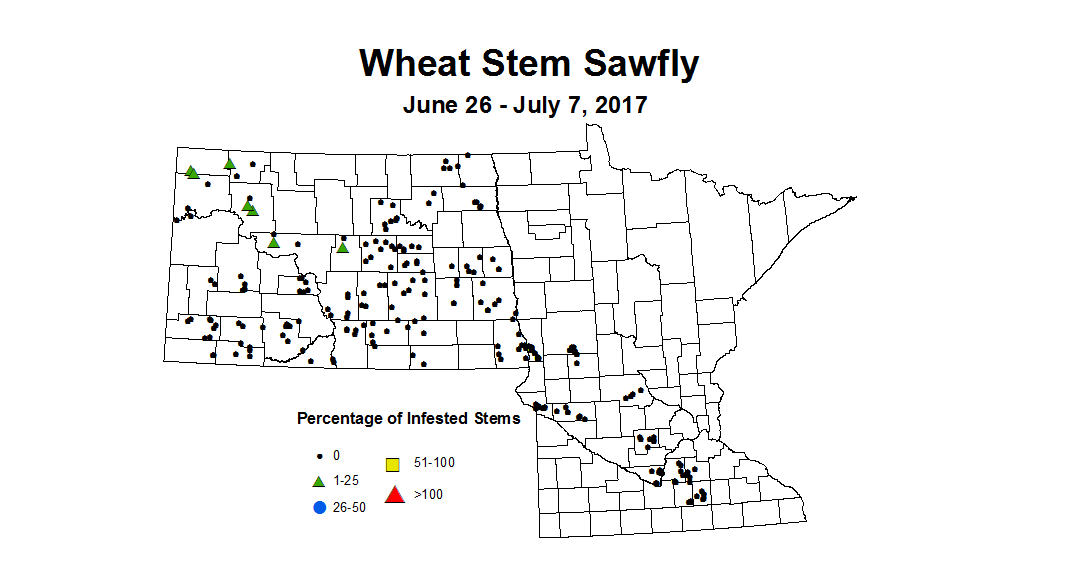 wheat sawfly 6 26 7 7 2017