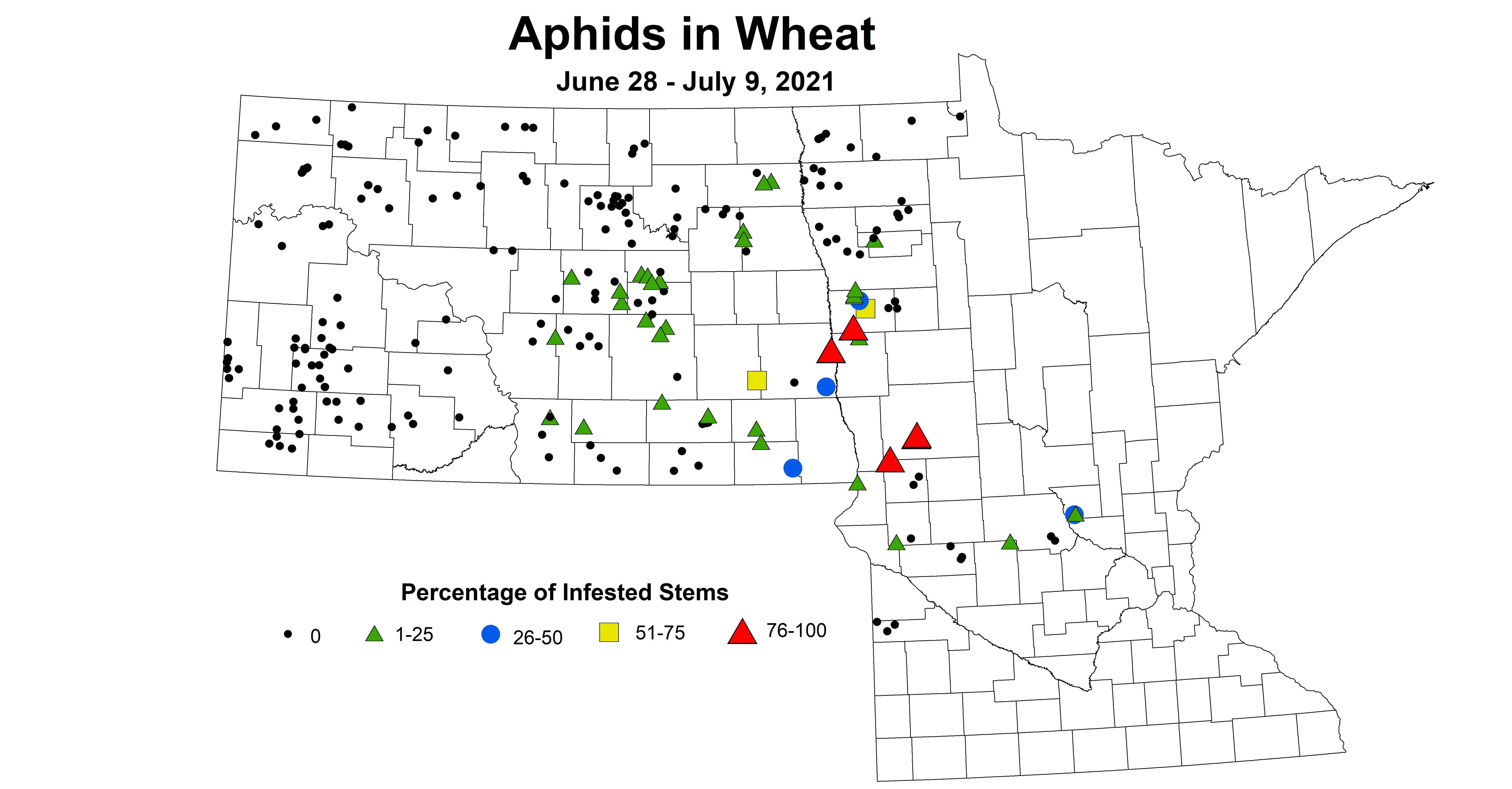 aphids