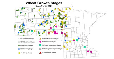 wheatGrowthStages 6.7 6.18
