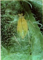 Aphid Alert for week ending July 29th