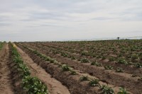 Poster on Linuron Tank Mixtures at Potato Expo 2016