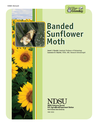 Banded Sunflower Moth