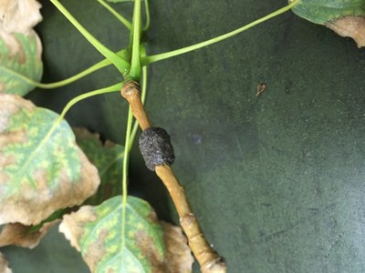 Forest tent caterpillar, eggs, Chandra Langseth, 2017