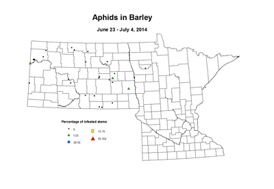 6 23 7 4 Barley Aphids