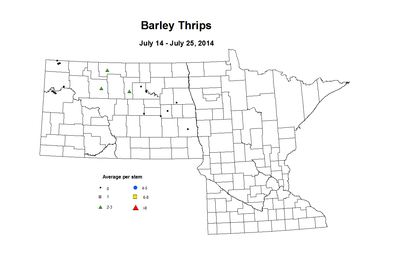 7 14 7 25 Barley Thrips