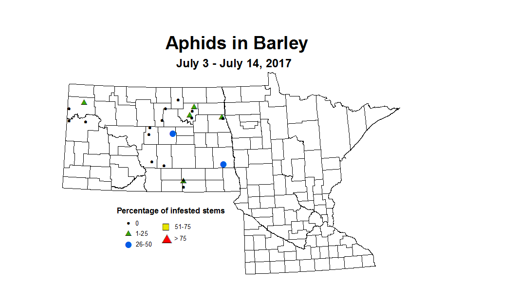 barley aphids 7 3 7 14 2017