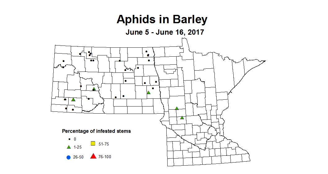barley aphids 6 5 6 16