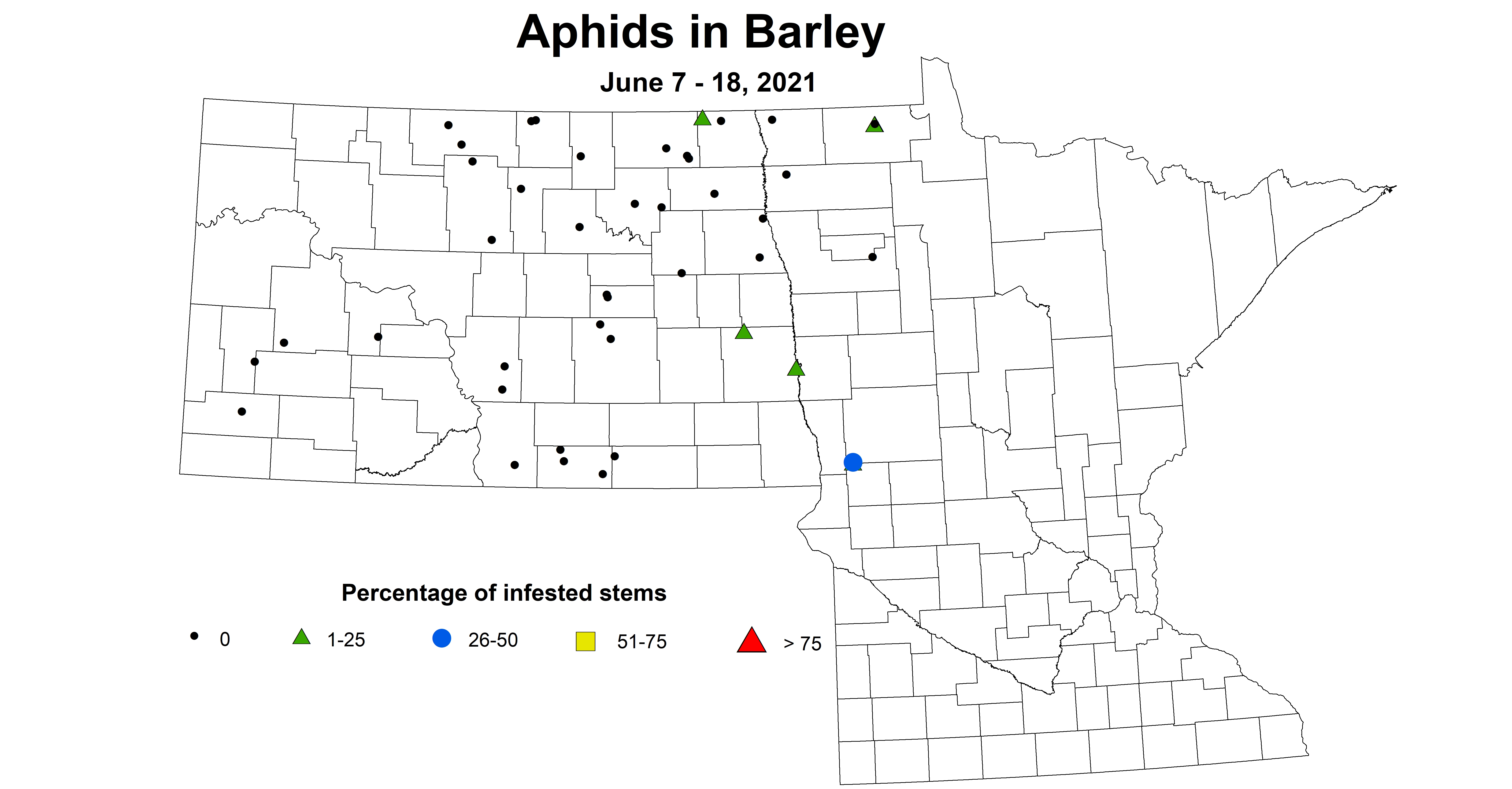 barleyAphids 6.7 6.18