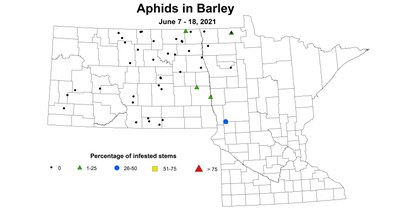 barleyAphids 6.7 6.18