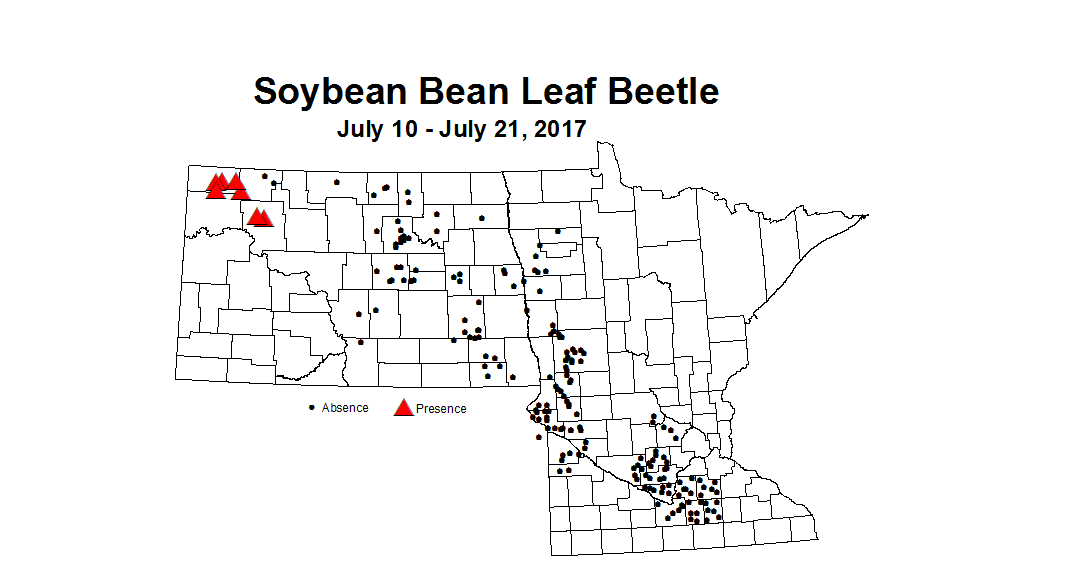 soybean BLB 7 10 7 21 2017