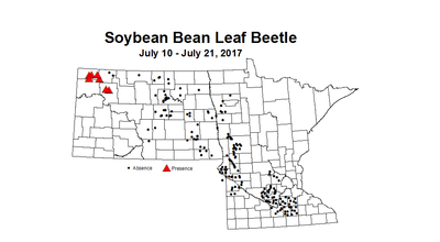 soybean BLB 7 10 7 21 2017
