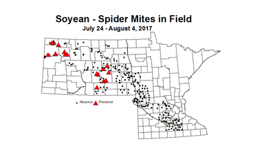 soybean mitesField 7 24 8 4 2017