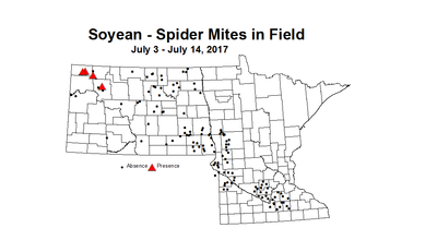 soybean mitesInField 7 3 7 14 2017