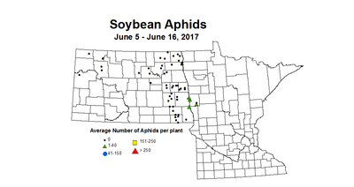 soybean AVGaphids 6 5 6 16 2017