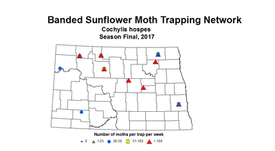 sunflowerInsectTrap bsMoth season 2017