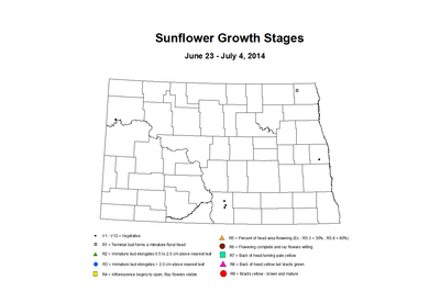 6 23 7 4 Sunflower ZGS