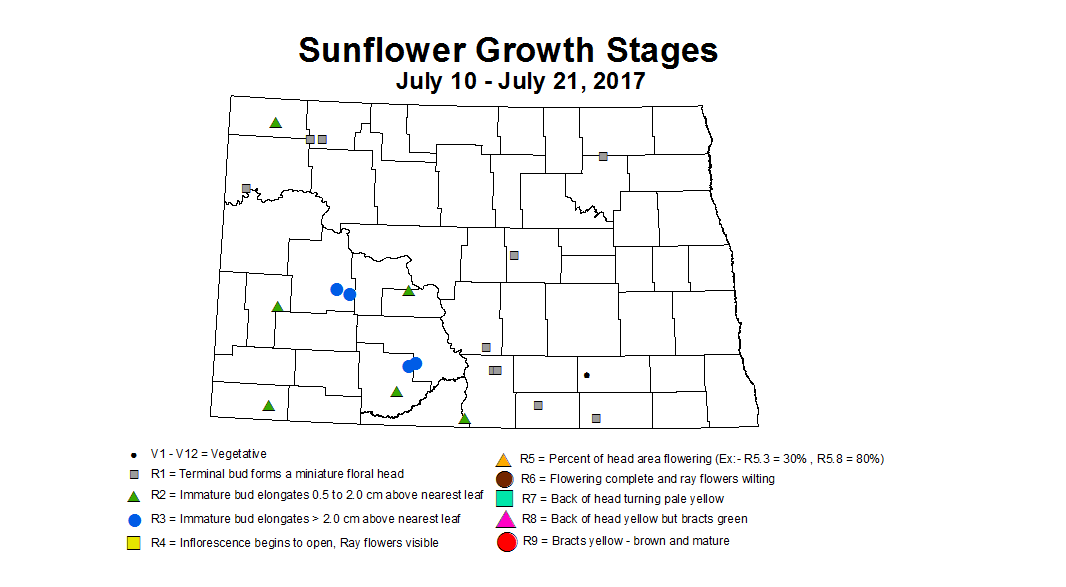 sunflower zgs 7 10 7 21 2017
