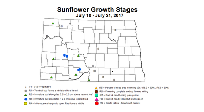 sunflower zgs 7 10 7 21 2017