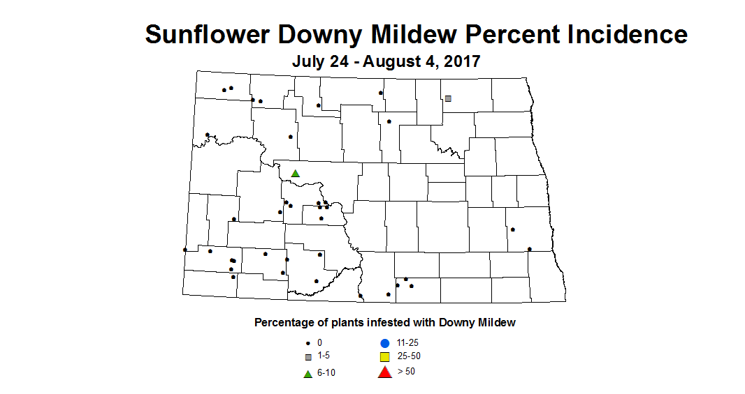 sunflower mildew 7 24 8 4 2017