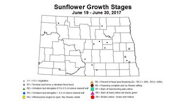 sunflower growthstage 6 19 6 30