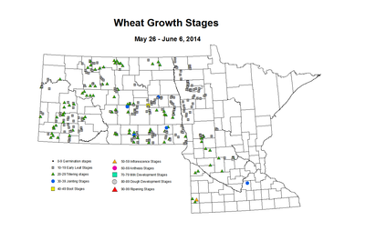 5 26 6 6 Wheat GrowthStages ZGS