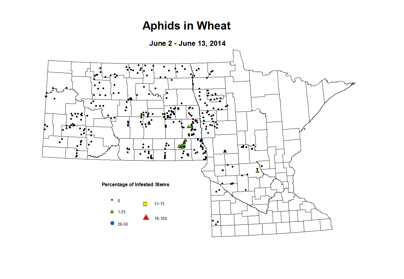 6 2 6 13 Wheat Aphid Tillers