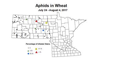 wheat aphid 7 24 8 4 2017
