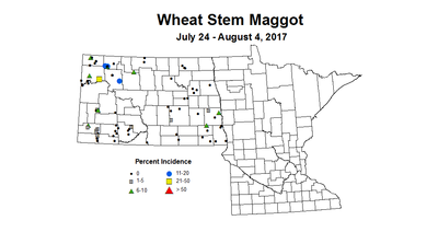 wheat maggot 7 24 8 4 2017