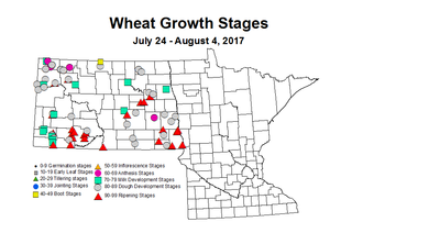 wheat zgs 7 24 8 4 2017