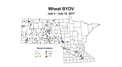 wheat BYDVI 7 3 7 14 2017