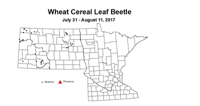 wheat clb 7 31 8 11 2017