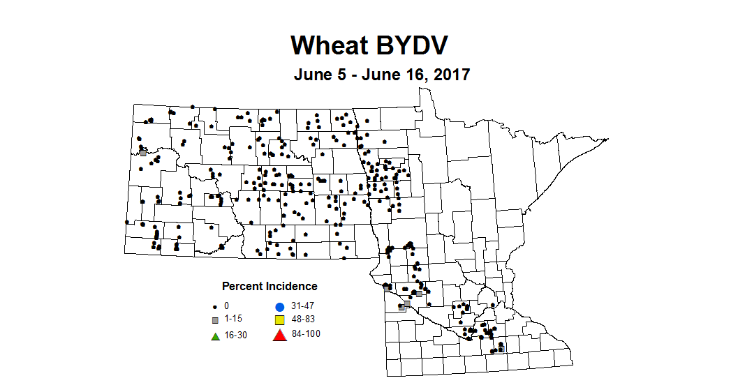 wheat BYDVI 6 5 6 16 2017
