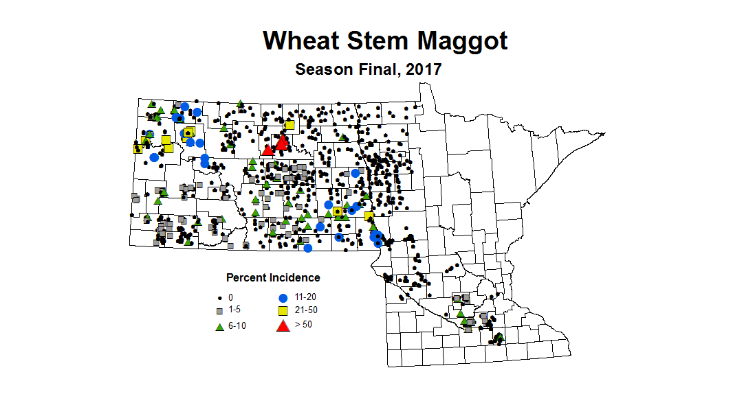 maggot seasonWheat2017